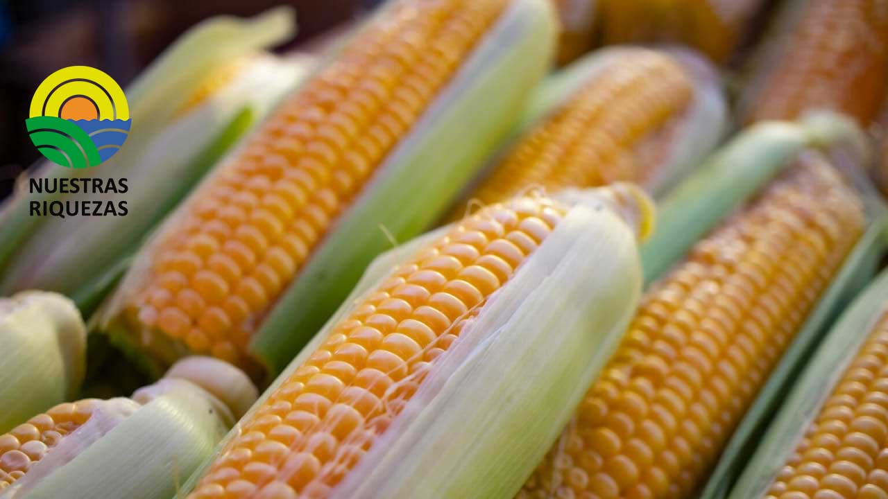 El maíz transgénico sitúa a México en la antesala de un panel de controversias bajo el TMEC 