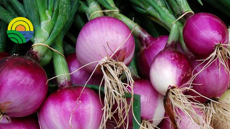 El país donde las cebollas son más caras que la carne 