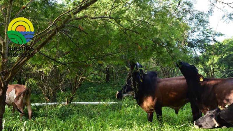 El potencial de los árboles para mejorar los ingresos económicos de las fincas ganaderas 