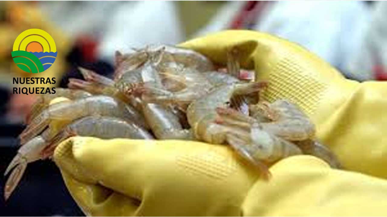 FEDAC busca mejorar las ganancias del sector camaronero 