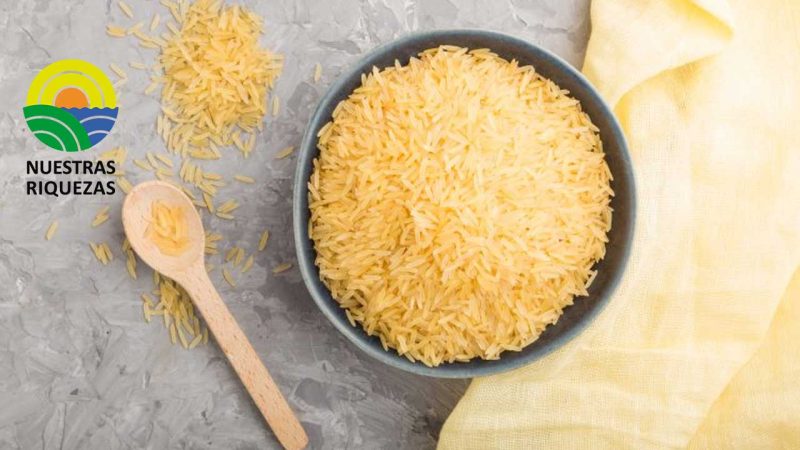 Filipinas realiza primera cosecha a gran escala de arroz dorado, un transgénico que combatirá la ceguera y muerte infantil 