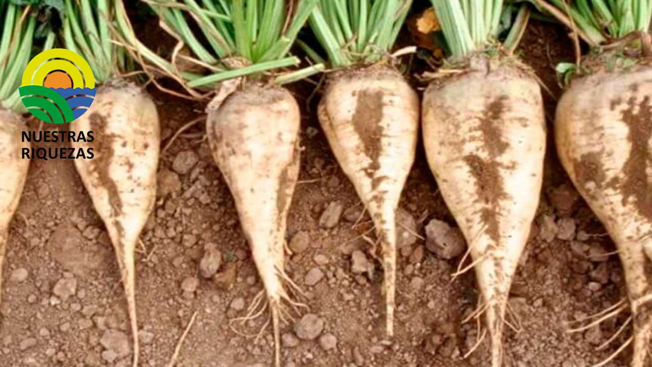 Francia estudia autorizar temporalmente la siembra de semillas de remolacha azucarera tratadas con imidacloprid o tiametoxam 