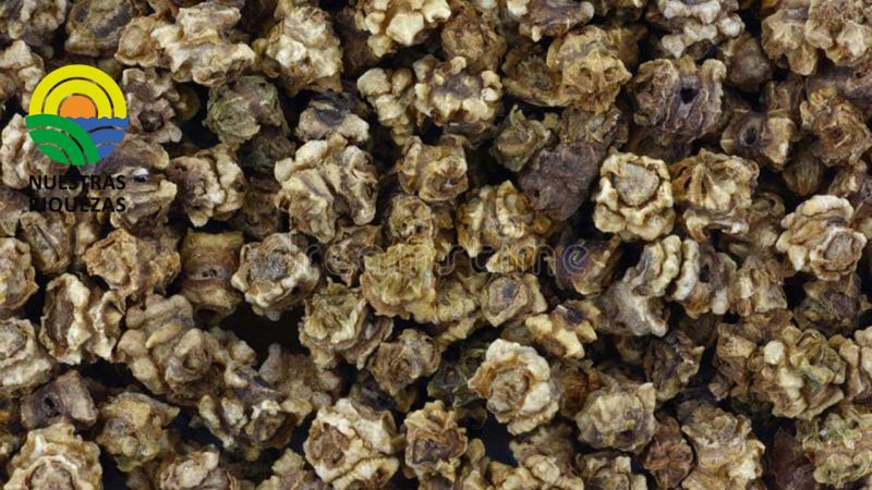 Francia estudia autorizar temporalmente la siembra de semillas de remolacha azucarera tratadas con imidacloprid o tiametoxam 