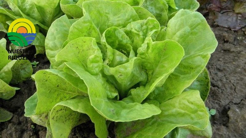 Granja vertical de 2.300 m2 que produce 10.000 lechugas al día casi sin agua 