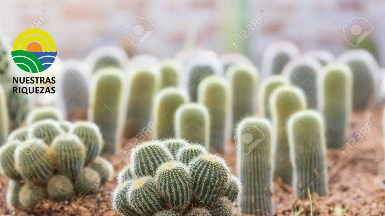 INDIA TIENE LA INTENCIÓN DE RESTAURAR LA FERTILIDAD DE LAS TIERRAS DE CULTIVO CON CACTUS EN 2023 