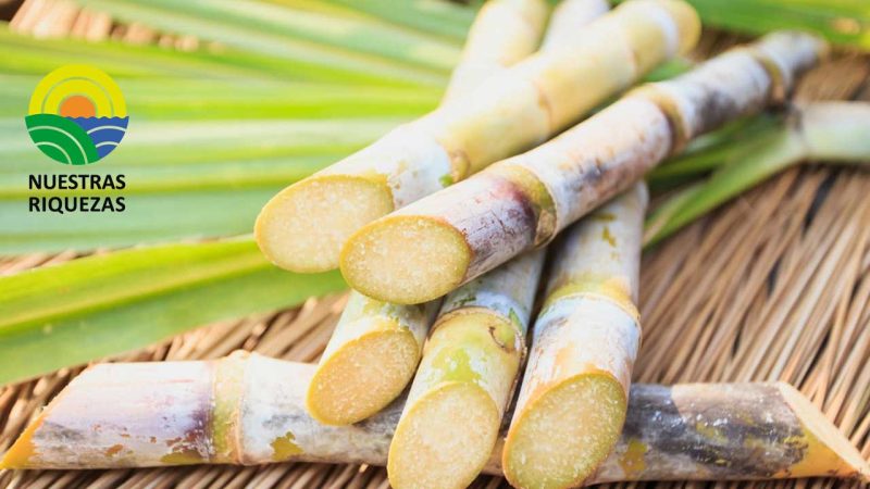 Identifican gen clave para acelerar el crecimiento de la caña de azúcar 