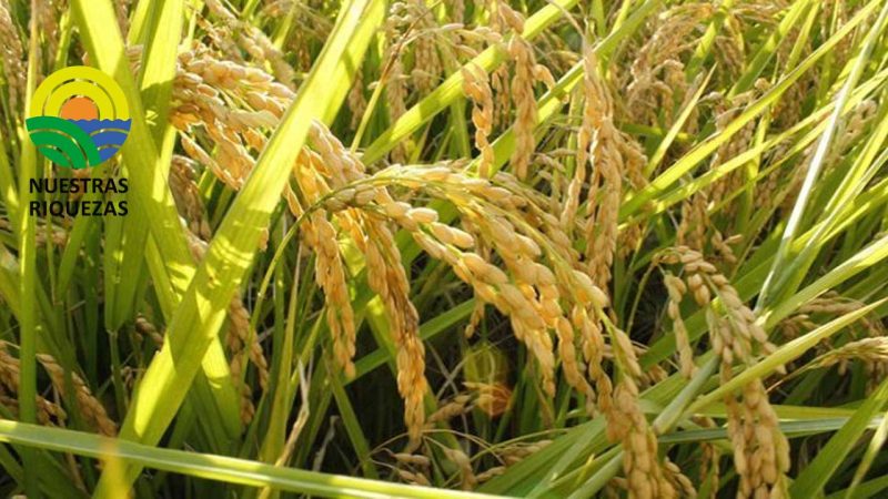 Inician siembras de arroz con buenos pronósticos y algo de baja en precios de insumos 