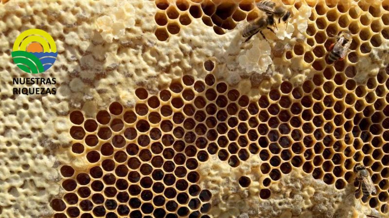 La UE busca más ayuda para la disminución de las poblaciones de abejas 