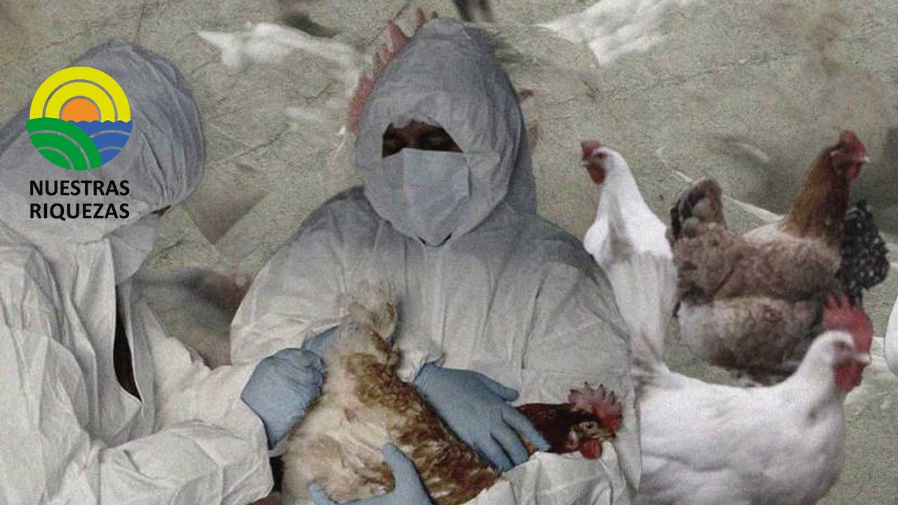 La influenza aviar sigue extendiéndose en Ecuador 