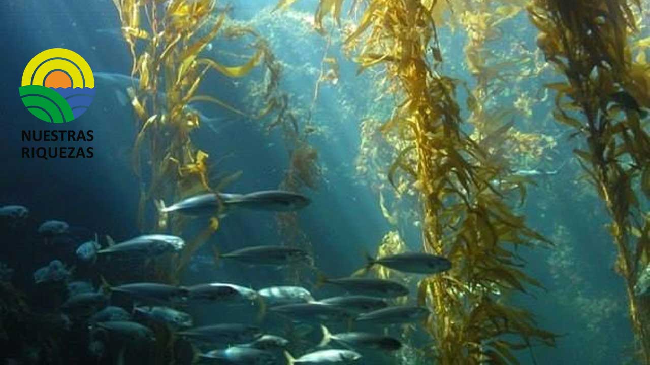 Las algas marinas sobre las plantas 