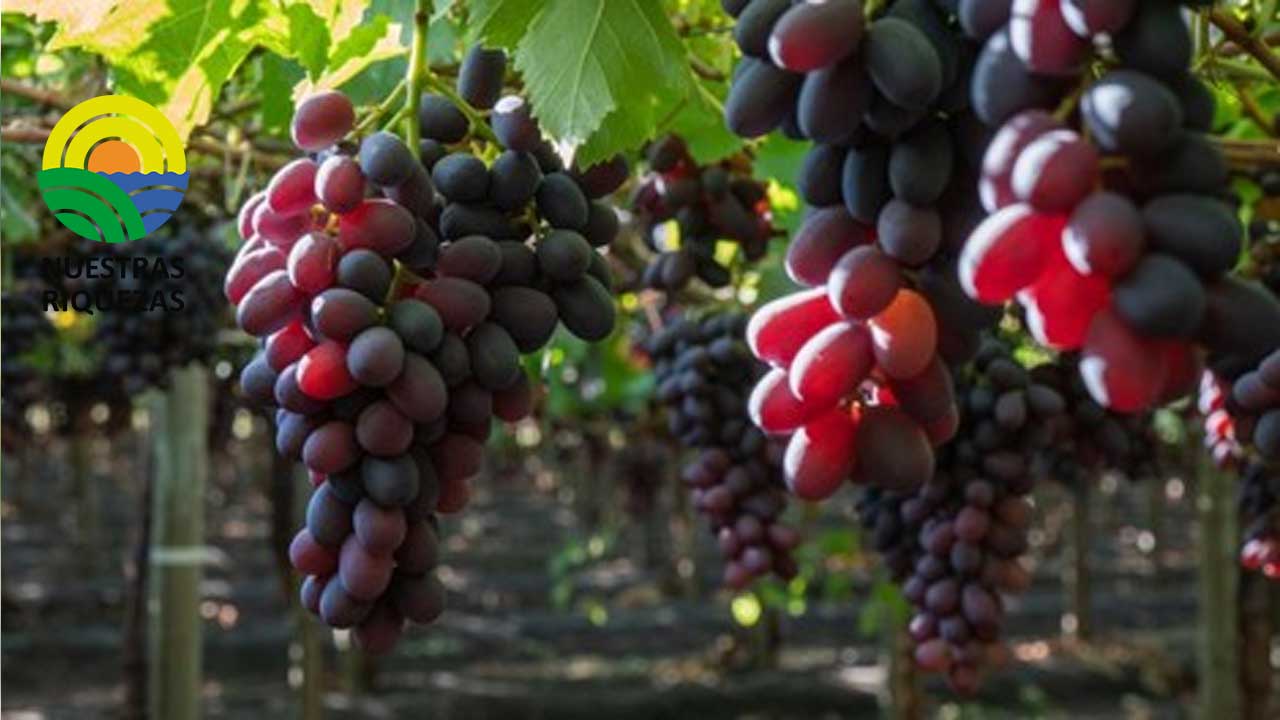 Las exportaciones peruanas de uva de mesa crecerán un 13% hasta situarse en 73 millones de cajas 