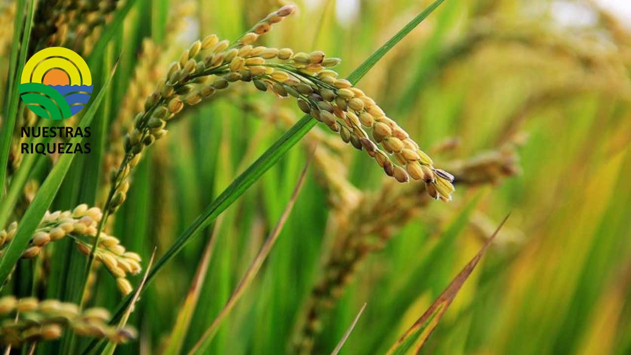 Las primeras semillas de arroz cultivadas y cosechadas en el espacio regresan a la Tierra 