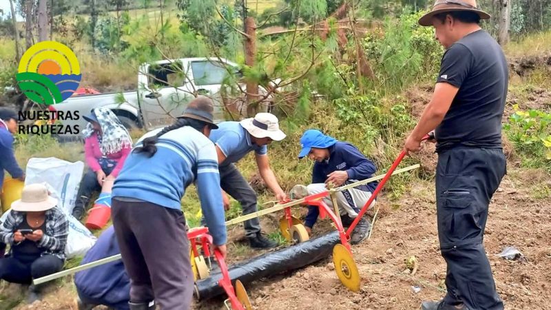 Loja siembra maíz en parcela demostrativa 