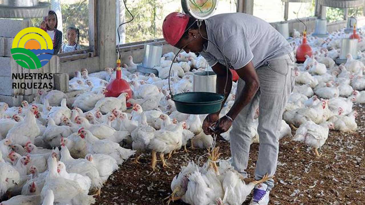 Los avicultores de Nariño están enfrentando un incremento en fletes de casi 300% 