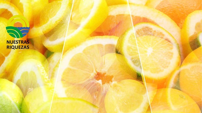 Los productores de cítricos del sur de África ven en el tratamiento en frío obligatorio en la UE una amenaza para el futuro de su industria 