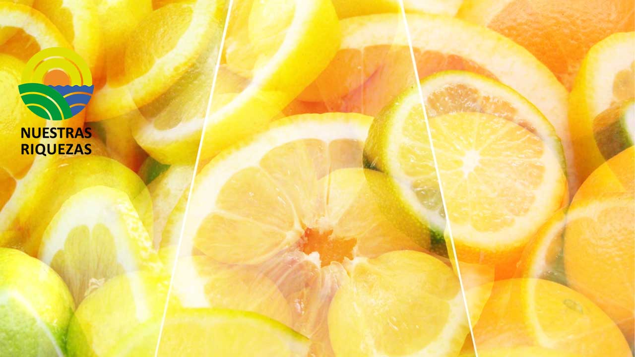 Los productores de cítricos del sur de África ven en el tratamiento en frío obligatorio en la UE una amenaza para el futuro de su industria 