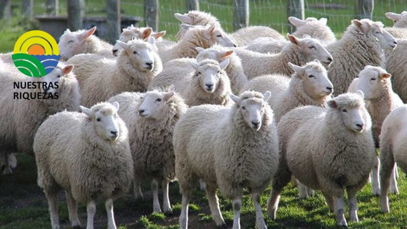 MAG, junto a la UDLA, brindan atención a ovinos en Toacaso y Tanicuchí 