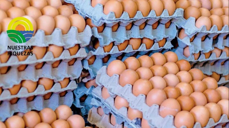 MAG se pronuncia ante platón de pequeños productores de huevo 