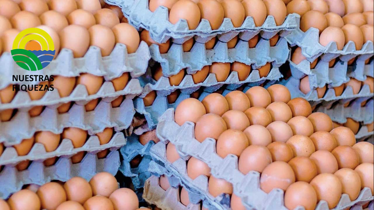 MAG se pronuncia ante platón de pequeños productores de huevo 