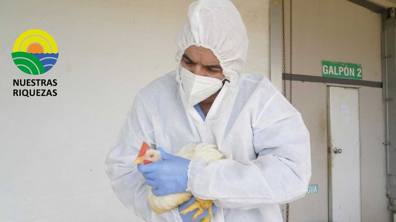 MAG y Agrocalidad descartan presencia de influenza aviar en Tungurahua 