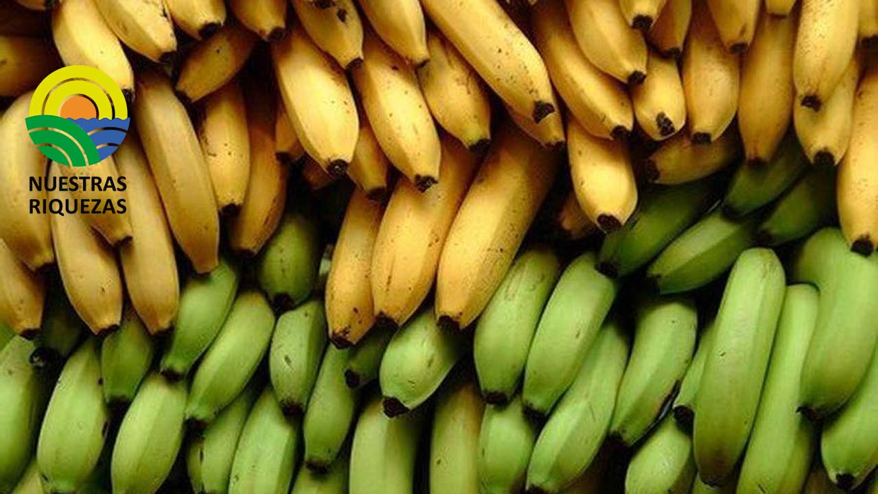 MAG y exportadores no coinciden en cifras de contratos bananeros firmados 