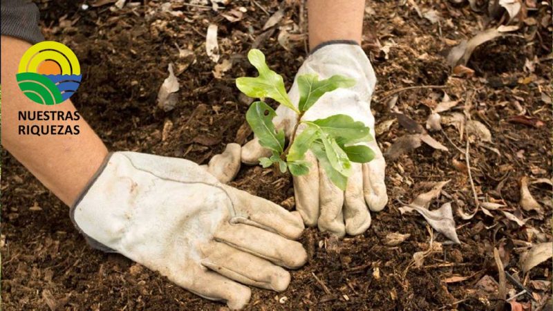 Nueva Zelanda plantará 100 millones de árboles cada año para combatir el cambio climático 
