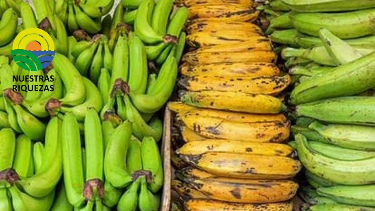 Nuevo acuerdo comercial abre las puertas a productos ecuatorianos 