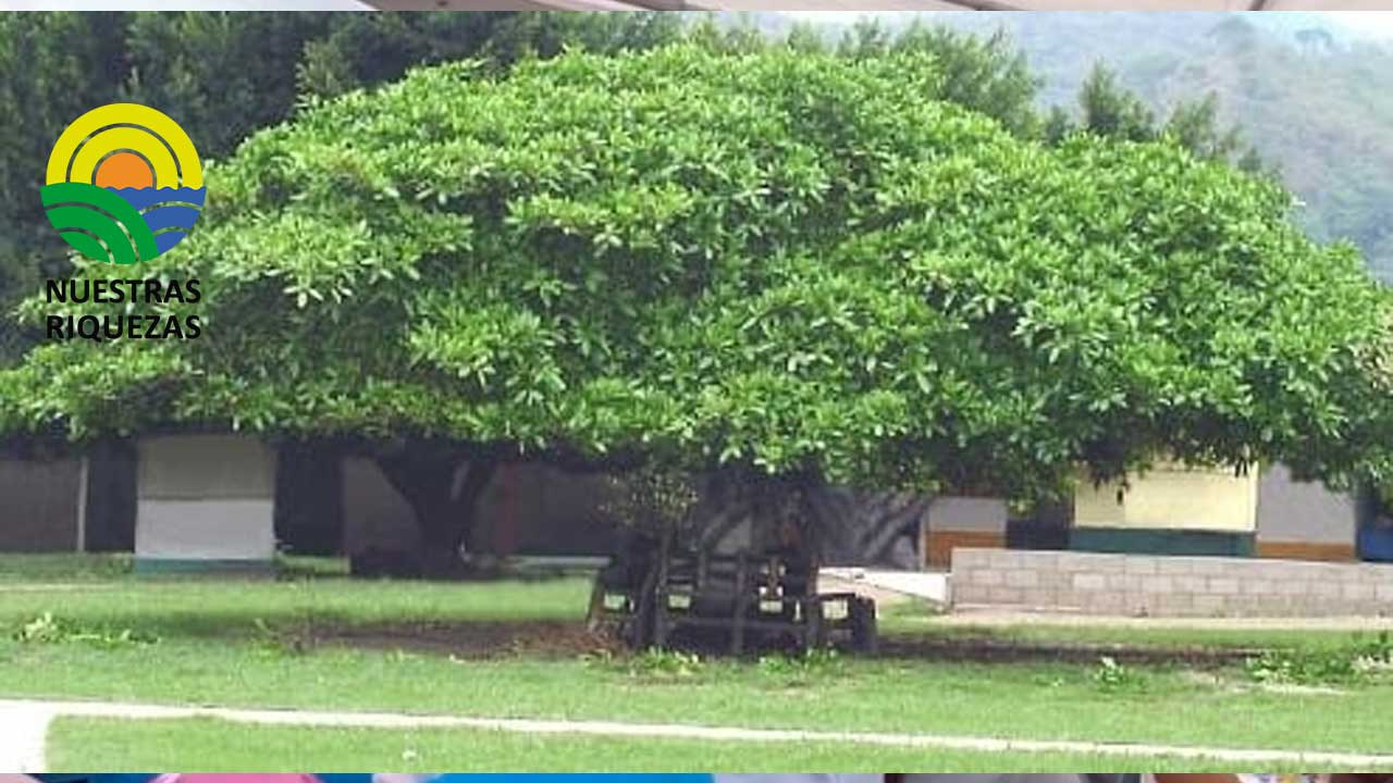 Nuevo proyecto promueve los árboles en finca para proteger la biodiversidad en Honduras 