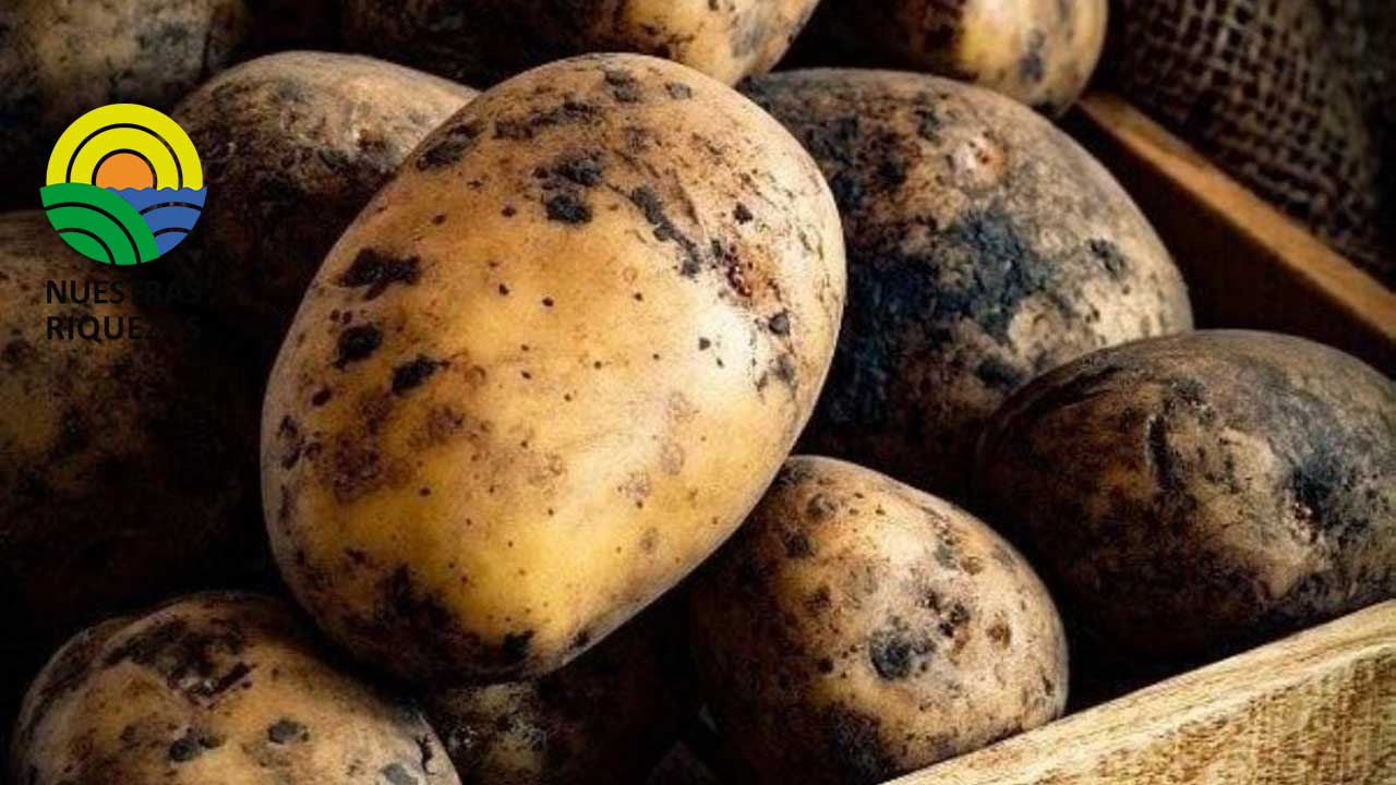 Papas nativas se procesan como ‘snacks’ para tratar de sostener cultivos y mantener variedades ancestrales 