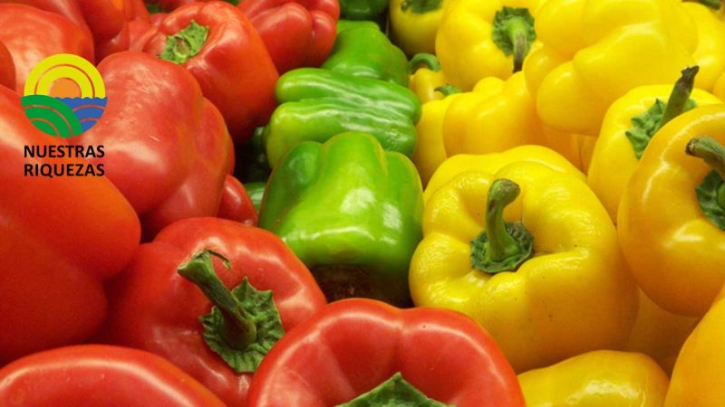 Patate, cuna del pimiento morrón 