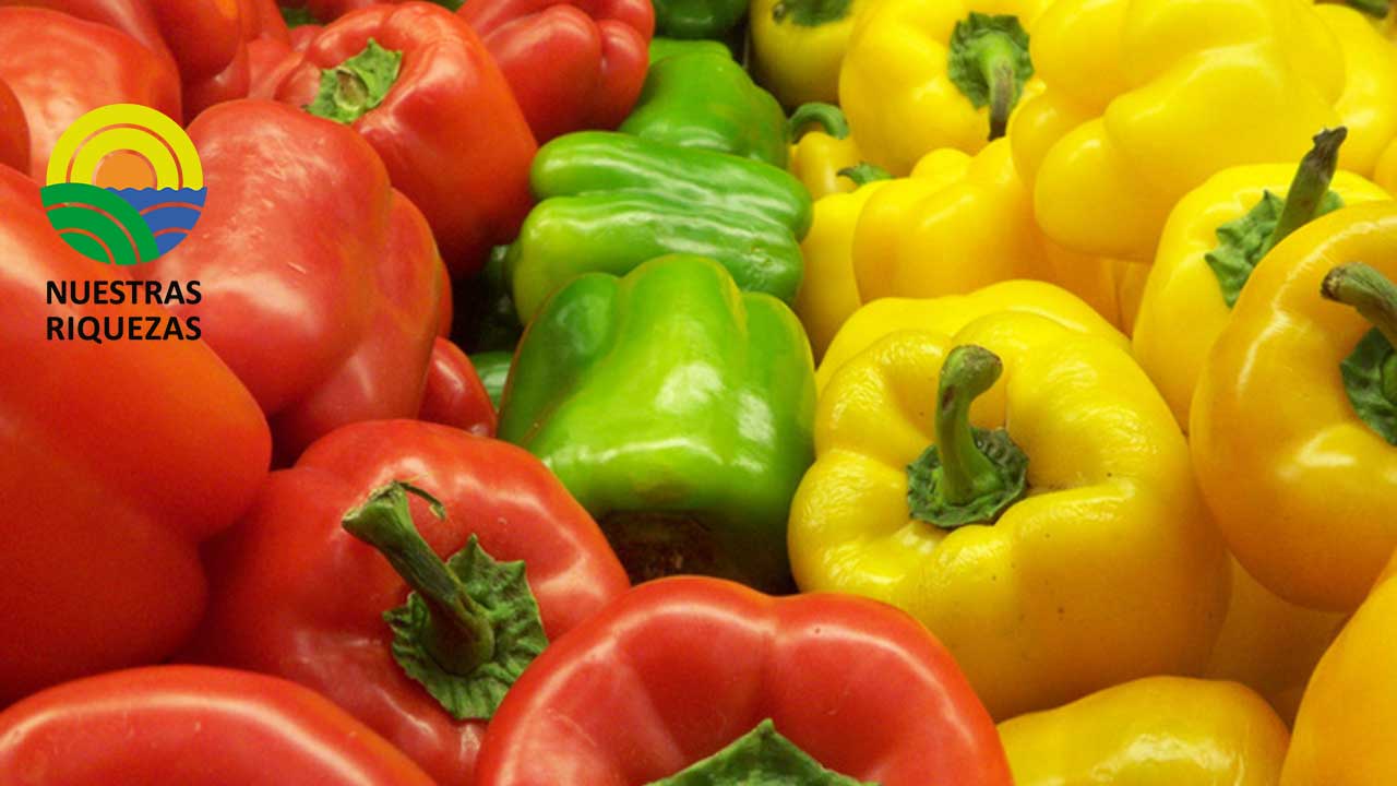 Patate, cuna del pimiento morrón 