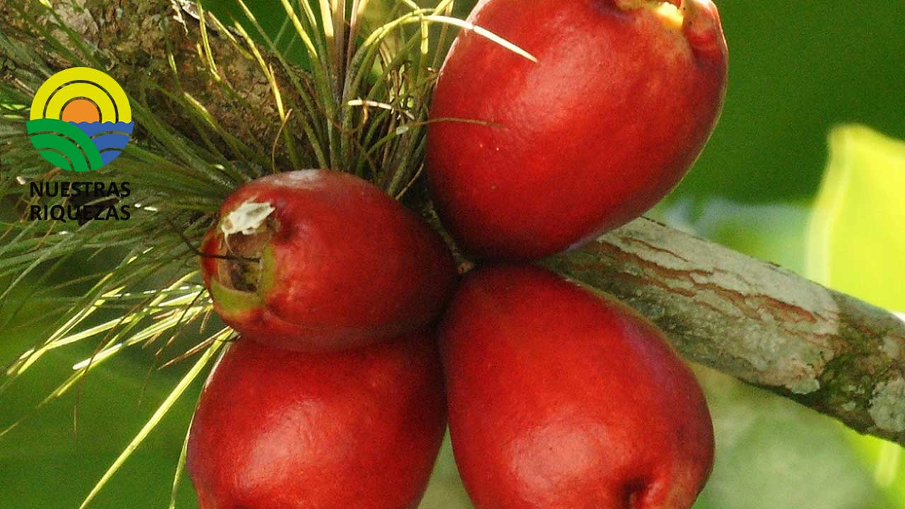 Pomalaca: Conozca la exótica fruta rica en fibra y vitaminas 