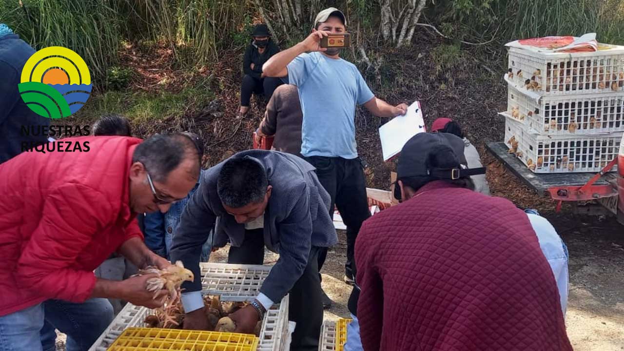 Prefectura de Azuay impulsa la producción agropecuaria