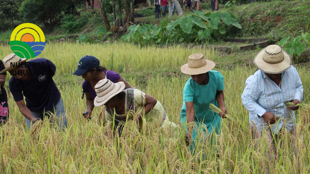 Productores de Lambayeque adoptan tecnologías para mejorar la producción de arroz