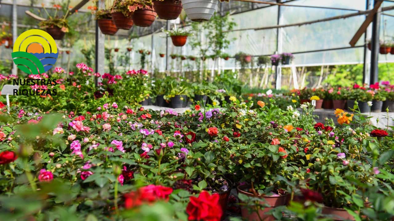 Productores de flores ya están preparados para San Valentín 