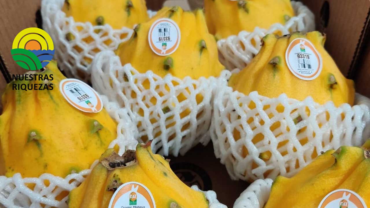 En Santo Domingo, agrocalidad