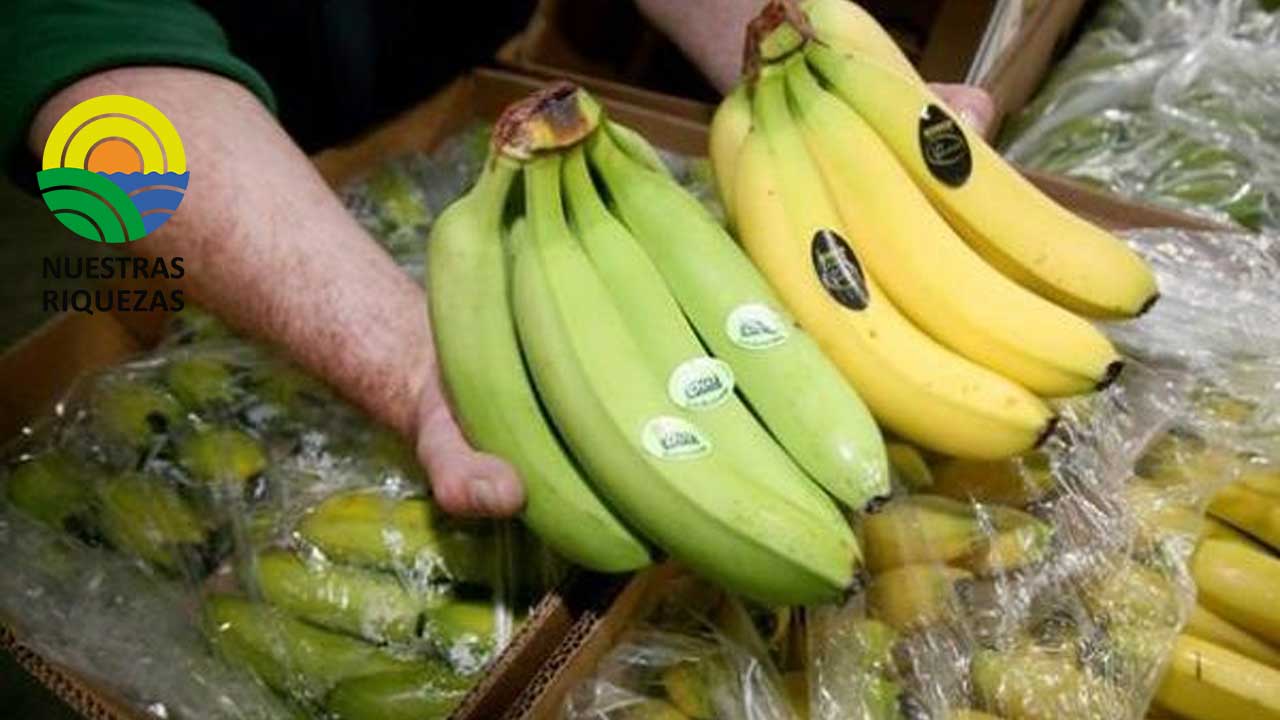 Sector bananero deja atrás un 2022 con pérdidas aproximadas de $ 258 millones 