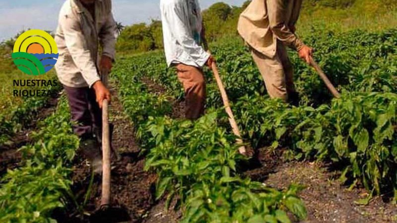 Sectores agrícolas y ganaderos hacen un llamado a los Gobiernos seccionales