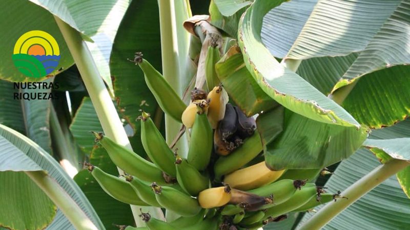 Sin suscripción de contratos no se podrá exportar musáceas 