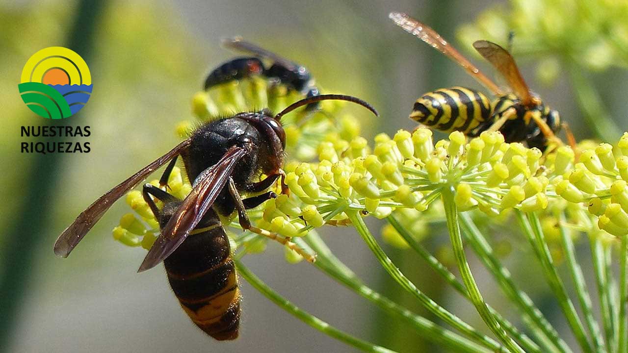 Una avispa autóctona para el control biológico de plagas 