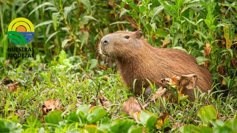 Varios ciudadanos son sentenciados por tenencia ilegal de fauna silvestre en Sucumbíos 