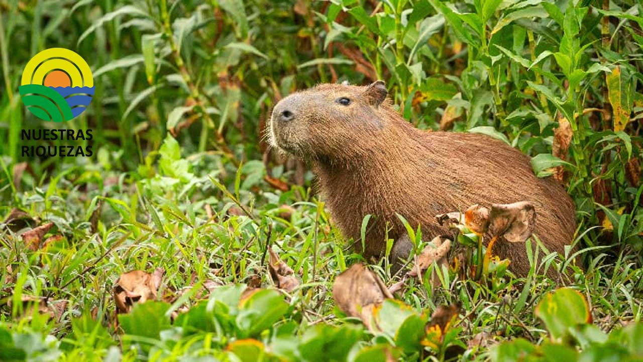 Varios ciudadanos son sentenciados por tenencia ilegal de fauna silvestre en Sucumbíos 
