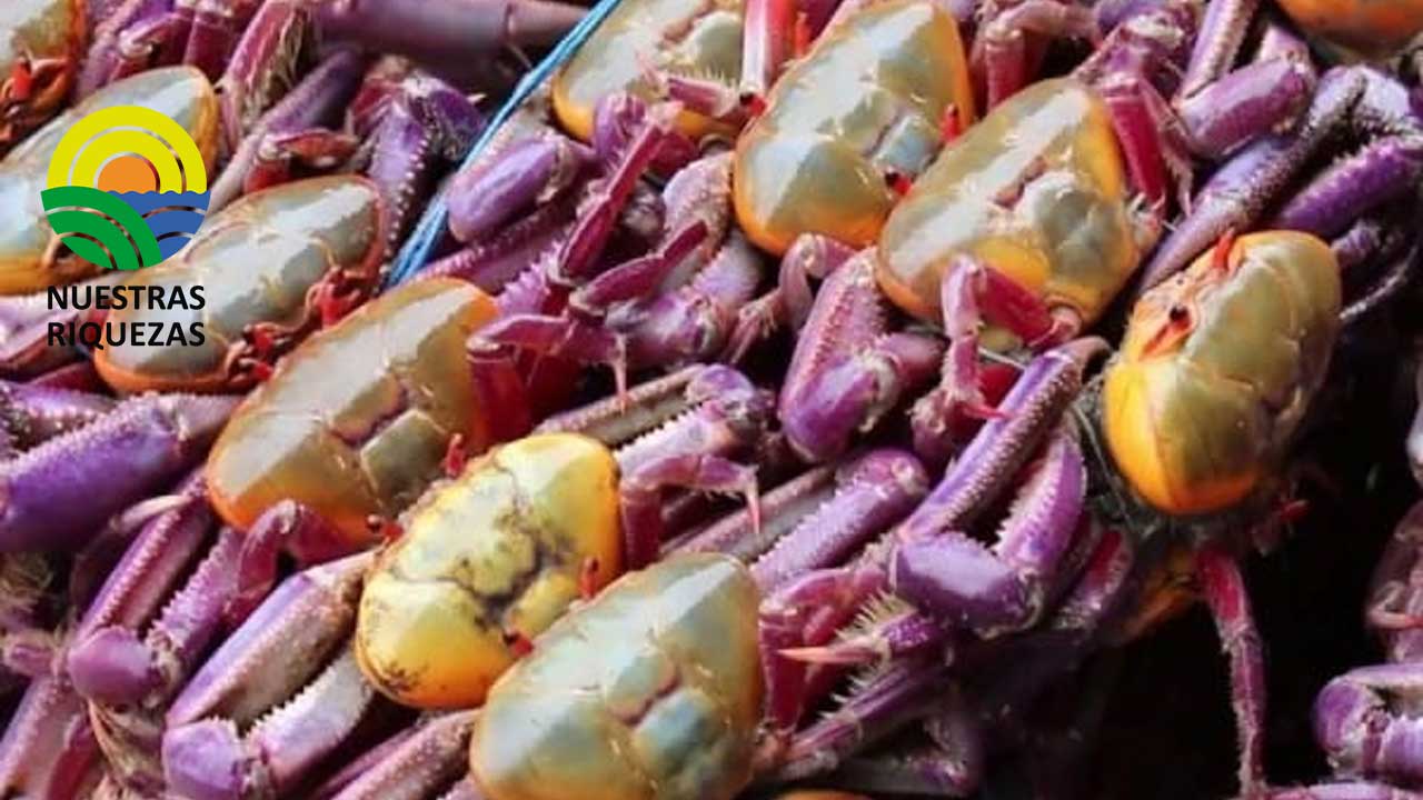 Veda de cangrejo rojo será desde el 1 de febrero; la de azul comenzó el 15 de enero 