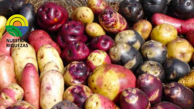 Perú: producción de papa cae -4.5% en noviembre de 2022