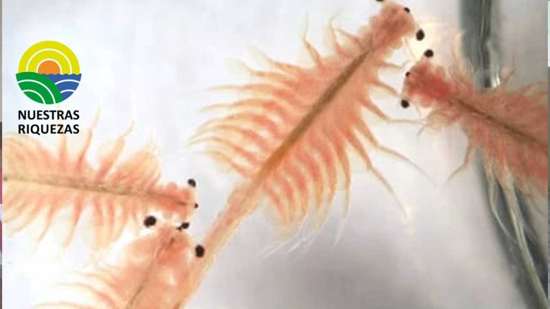 AGRIPAC inaugura centro de producción de nauplios de Artemia