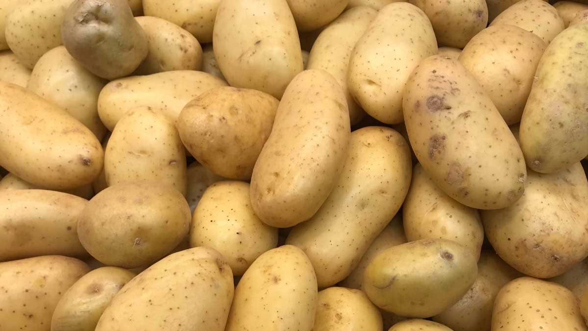 Agricultores se capacitan en manejo de punta morada