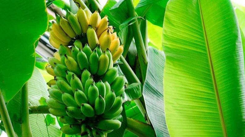 Baja producción complica a la industria bananera mundial