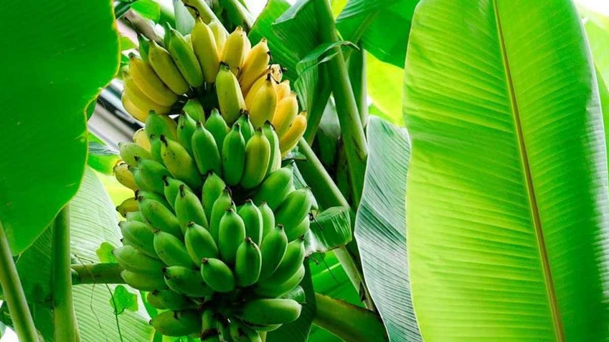 Baja producción complica a la industria bananera mundial