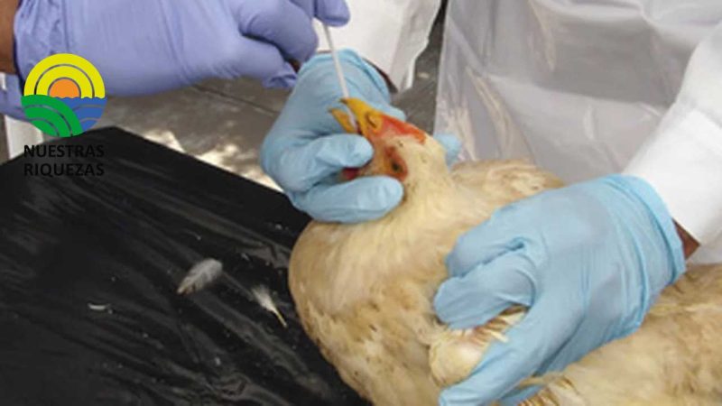 Banco de vacunas para influenza aviar, nueva medida para prevenir la trasmisión del virus