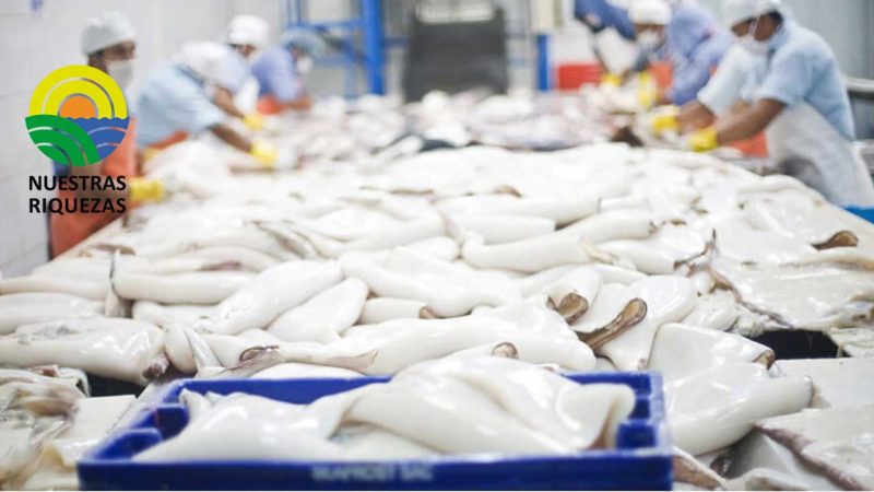 Calamar gigante: presentan medidas de ordenamiento de pesca en aguas internacionales